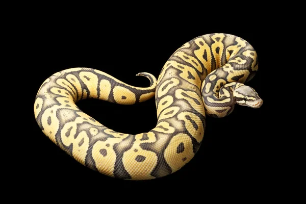 Super Pastell Ghost Ball Python — Stockfoto