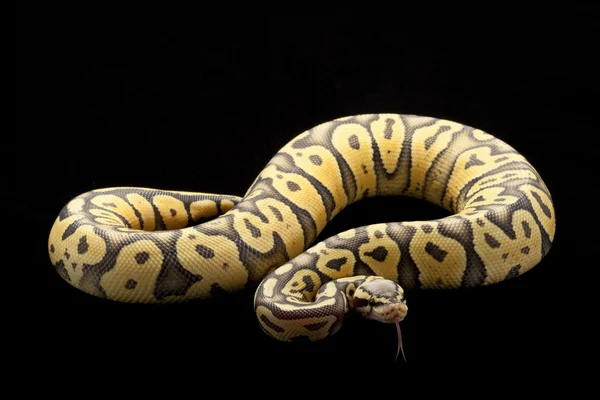 Super pastel fantasma bola python — Fotografia de Stock