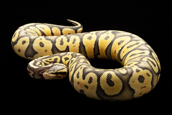 Super pastel fantasma bola python — Fotografia de Stock