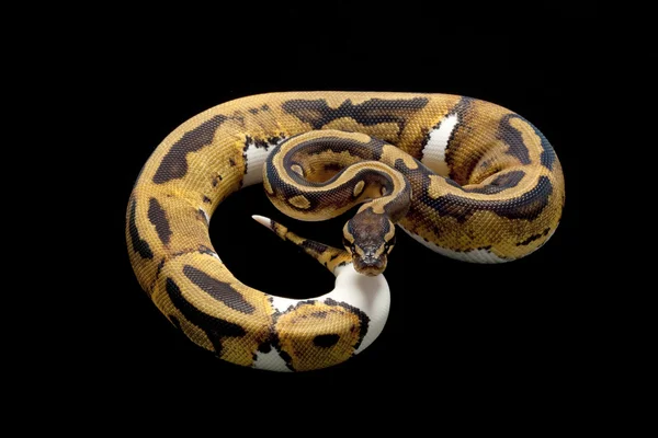 Boynuz top python — Stok fotoğraf
