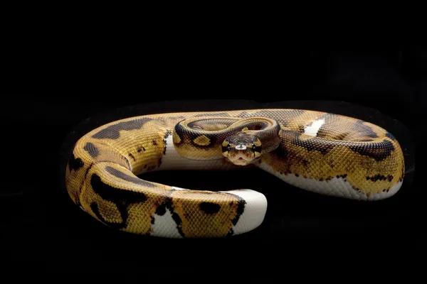 Piebald ball python — Stock Photo, Image