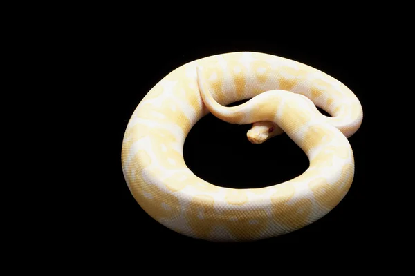 Albín míč python — Stock fotografie