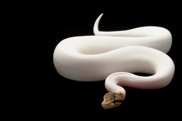 Spider piebald ball python — Stock Photo, Image