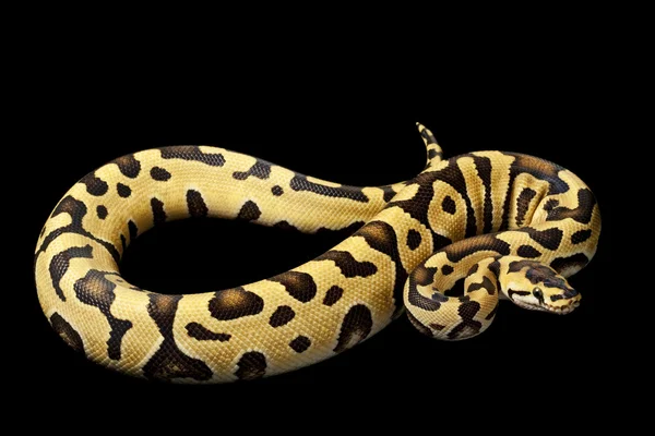 Tiger ball python — Stock Photo, Image