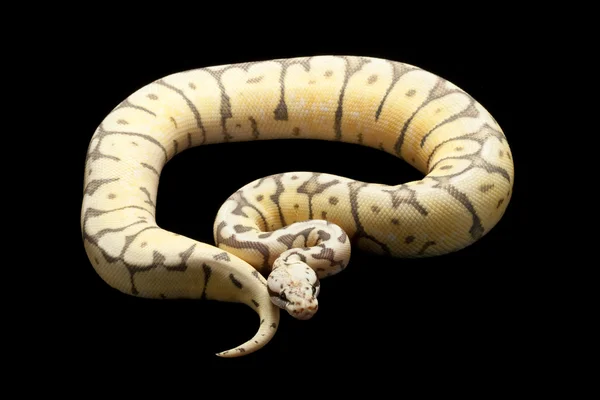 Hayalet Katil arı top python — Stok fotoğraf