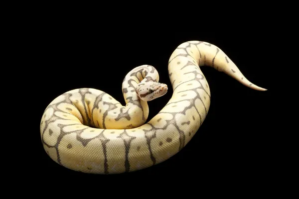 Ghost killer bee bal python — Stockfoto