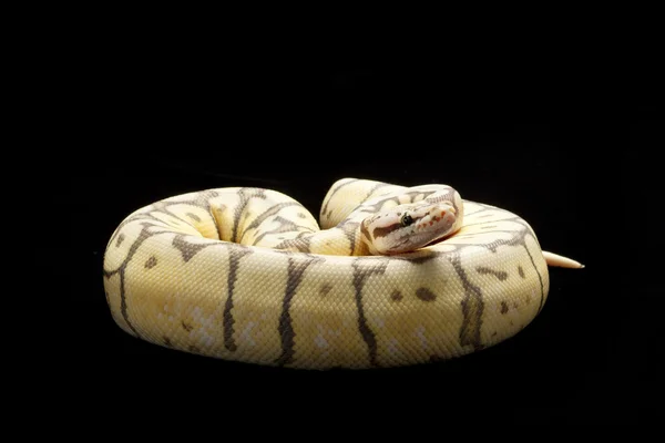 幽灵杀手蜂球 python — 图库照片
