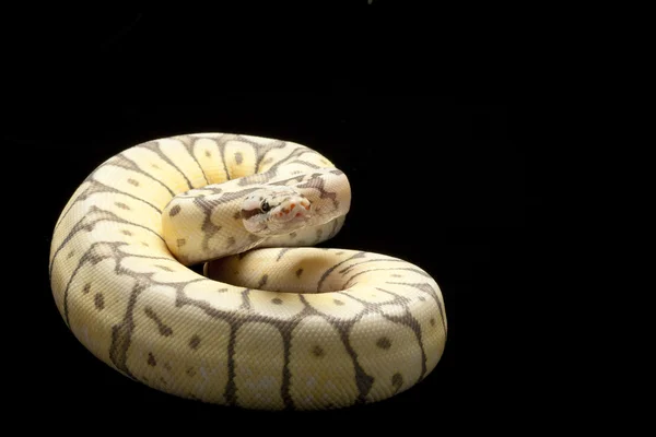 幽灵杀手蜂球 python — 图库照片