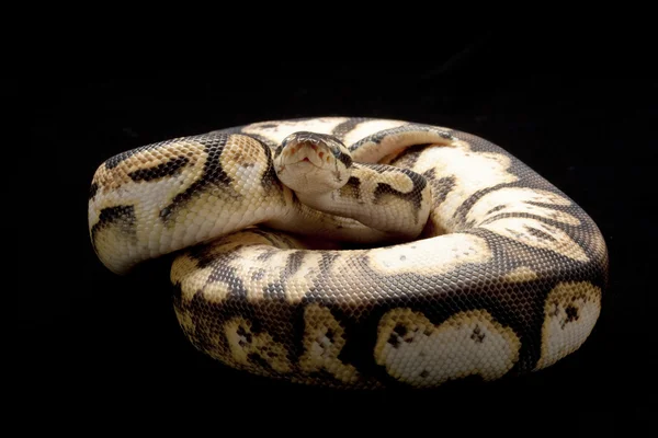 Pastel calico bal python — Stockfoto