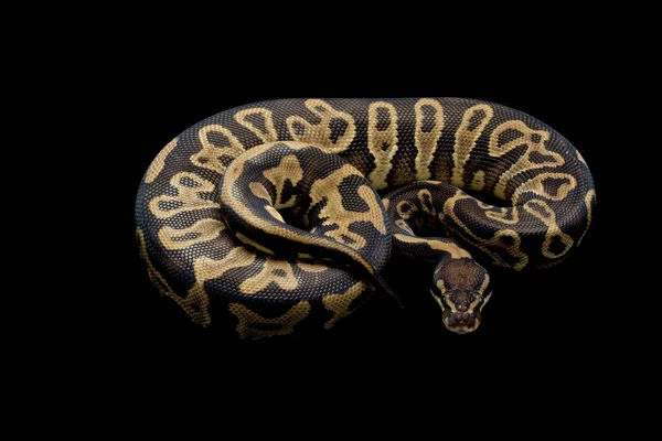 Džungle kaliko míč python — Stock fotografie