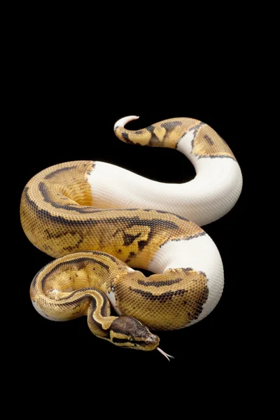 Pasztell Tarkánfoltos ball python — Stock Fotó