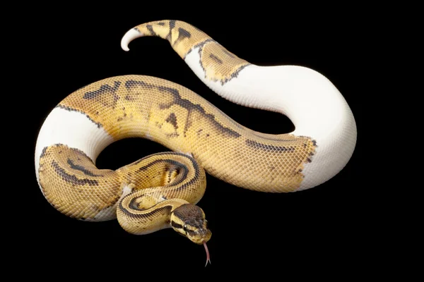 Pastelové strakatý míč python — Stock fotografie