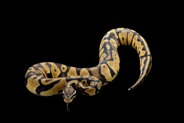 Pastel ball python — Stock Photo, Image
