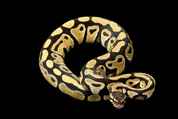 Desert ball python — Stock Photo, Image