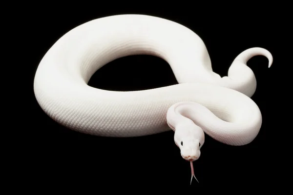 Lesser platinum piebald ball python — Stock Photo, Image