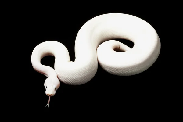 Kisebb platina Tarkánfoltos ball python — Stock Fotó