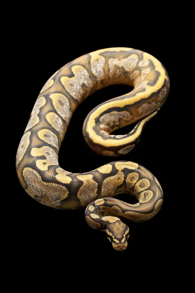 Ghost calico ball python — Stock Fotó