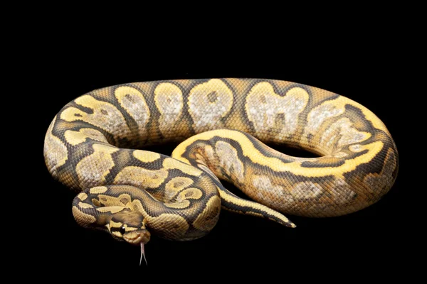 Fantasma calico bola python — Fotografia de Stock