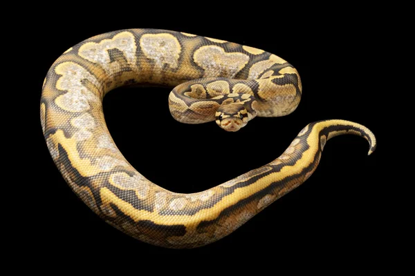 Ghost calico ball python — Stock Fotó