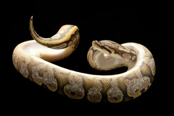 Ghost calico ball python — Stock Photo, Image