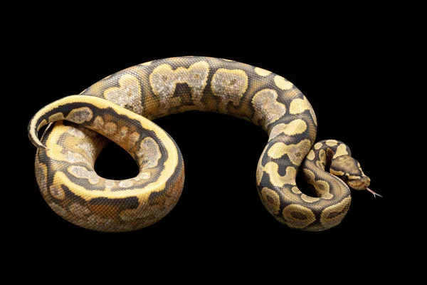 Ghost calico ball python — Stock Photo, Image