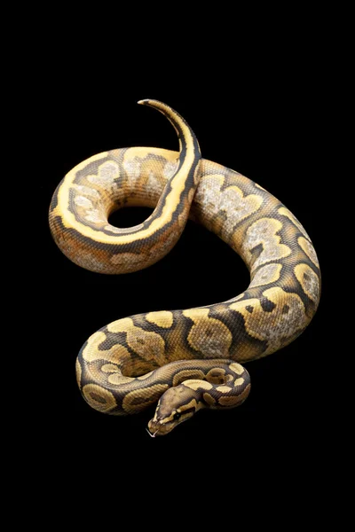 Ghost calico ball python — Stock Photo, Image