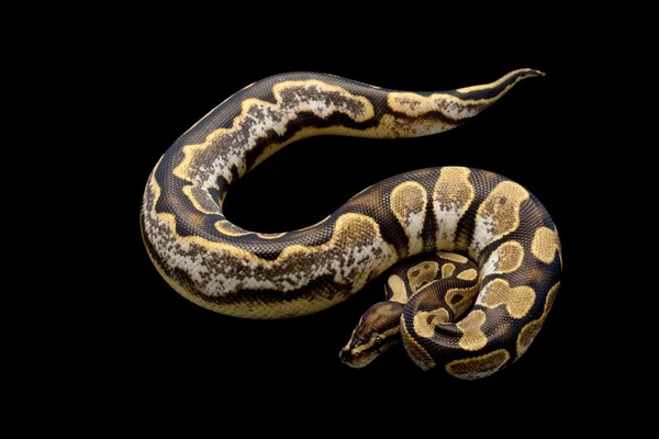 Calico bal python — Stockfoto