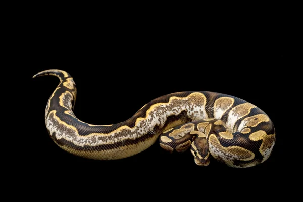 Python piłkę bawełniane — Zdjęcie stockowe