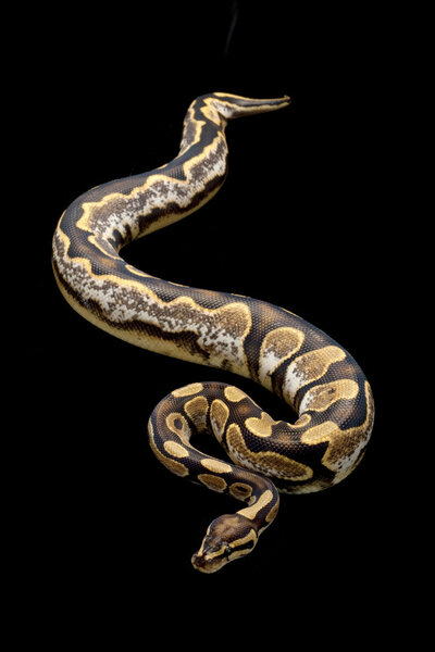 calico ball python