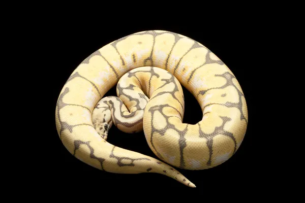 Ghost bumble bee ball python — Stockfoto