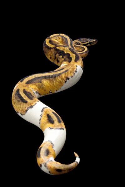 Python boule Piebald — Photo