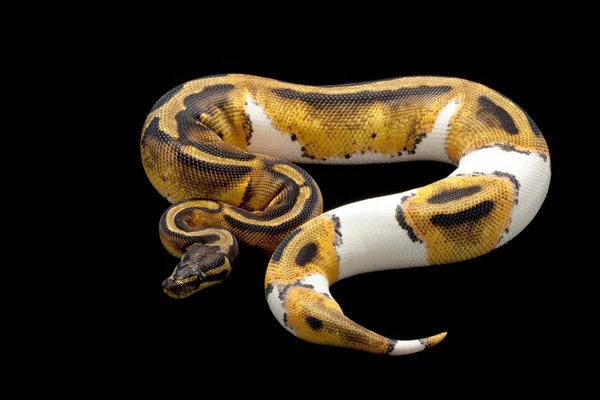 Piebald ball python — Stock Photo, Image