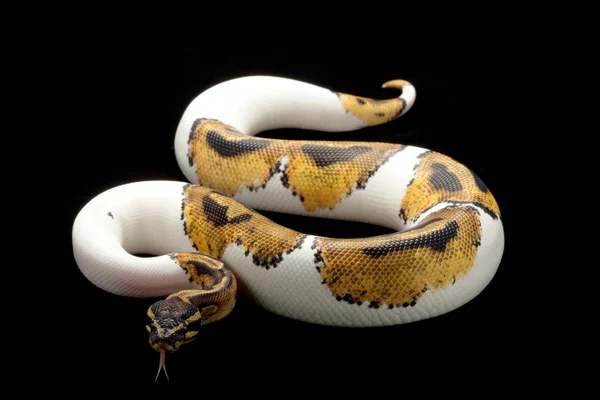 Piebald ball python — Stock Photo, Image