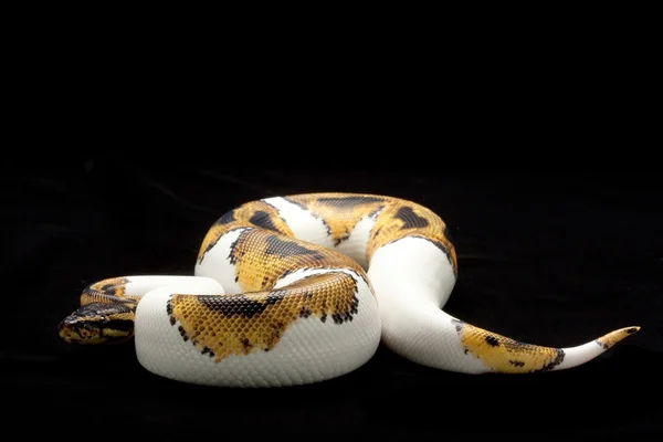 Python boule Piebald — Photo