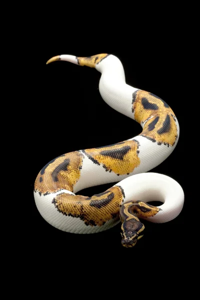 Python boule Piebald — Photo