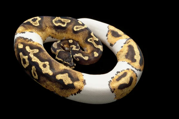 Tarkánfoltos Ball Python — Stock Fotó