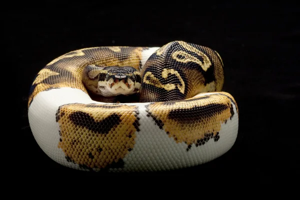 Python piłkę biało-czarnego — Zdjęcie stockowe