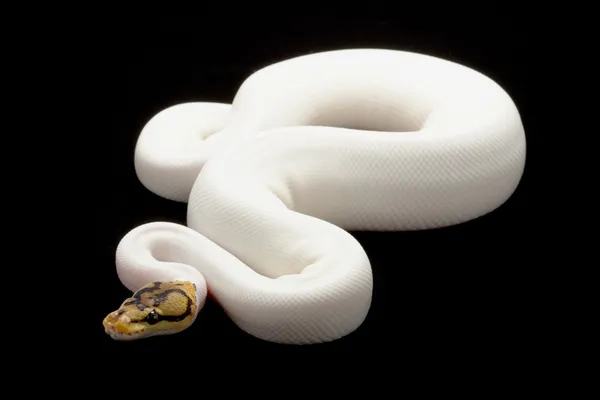 Python piłkę biało-czarnego pająka — Zdjęcie stockowe