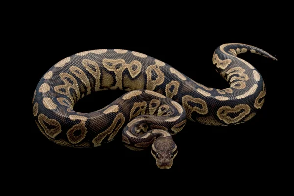 肉桂粉笔画球 python — 图库照片