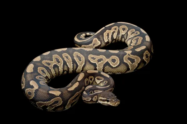 Skořicový pastel míč python — Stock fotografie