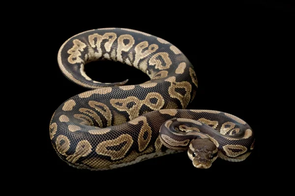 Skořicový pastel míč python — Stock fotografie