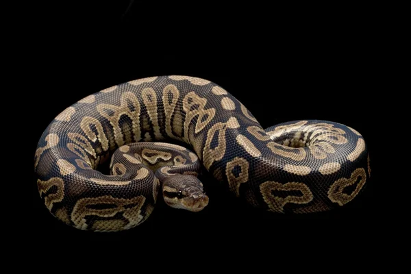 Cinnamon pastel bola python — Stok Foto