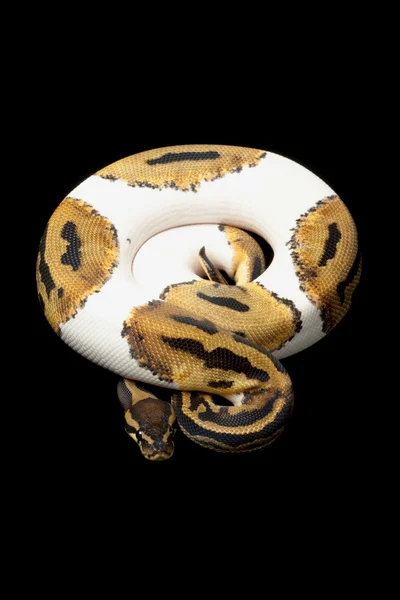 Piebald ball python — Stok Foto