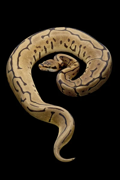 Leopard spider ball python — Stock Photo, Image