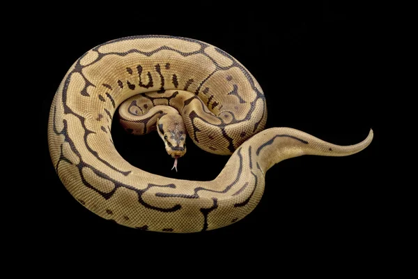 Leopardenspinnenball-Python — Stockfoto