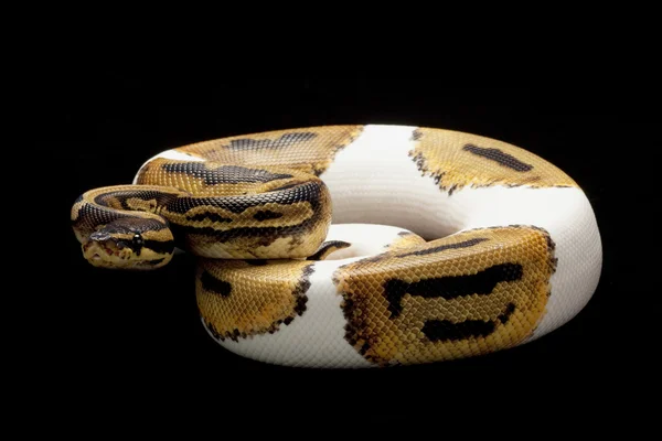 花斑球 python — 图库照片