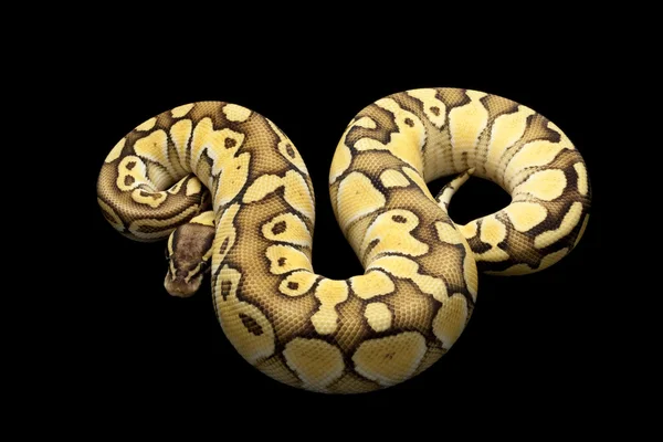 Pasztell kisebb platinum ball python — Stock Fotó