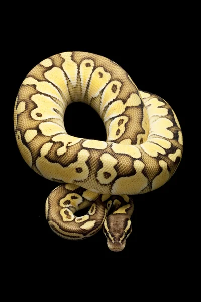 Pastel az platin top python — Stok fotoğraf