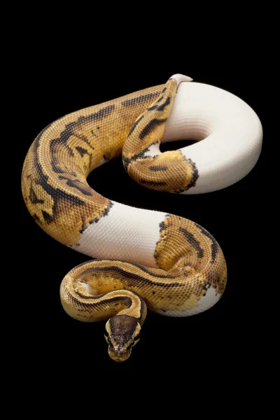 Pastel boynuz Platin top python — Stok fotoğraf