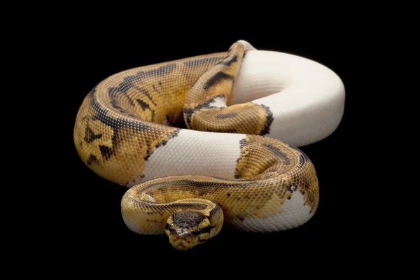 粉彩花斑白金球 python — 图库照片